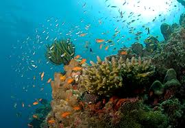 Andaman.2